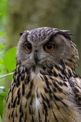Closeup portrait of an european eagle owl