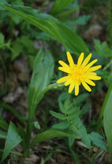  arnika    Arnica montana  heilpflanze