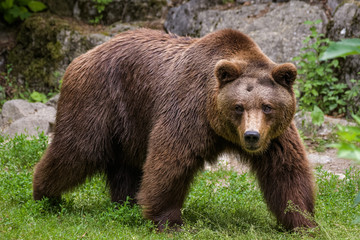 Closeup of a european brown bear in a forest