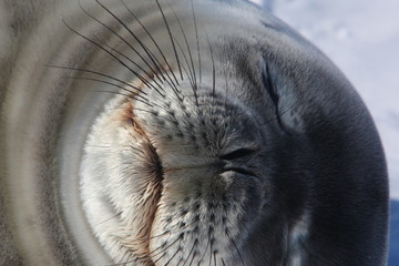 Weddel seal / ウェッデルアザラシ © akihiro