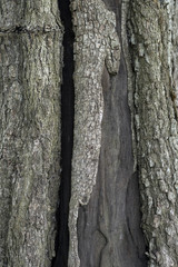 Fototapeta premium tree texture