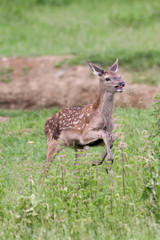 Red deer fawn running around in a meadow