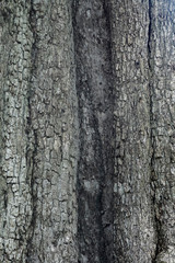 tree texture