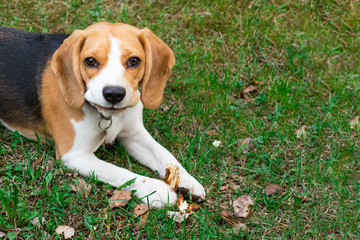 beagle dog outdoors. Portrait of a cute, tricky beagle