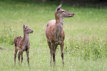 Naklejka na ściany i meble Red deer doe with her fawn