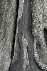 tree texture