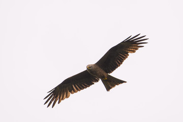 Fototapeta na wymiar Black kite flying in front of a blue sky