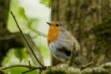 Red Robin singing in a tree