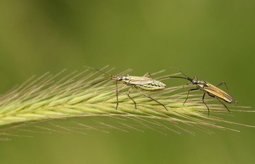 A male and female Grass Bug, Leptopterna dolabrata, perching on a grass seed head in a meadow.	