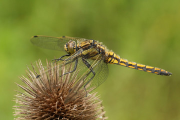 A beautiful Black-tailed Skimmer, Dragonfly, Orthetrum cancellatum, perching on a  teasel plant.