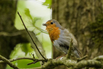 Fototapeta premium Red Robin singing in a tree