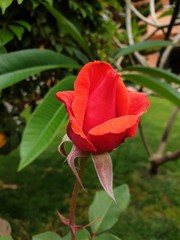 Róża w tropiku