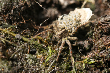 A magnificent Wolf Spider, Pardosa, carrying its babies on its back.