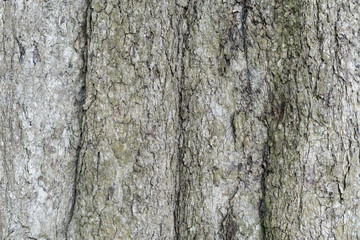 tree texture