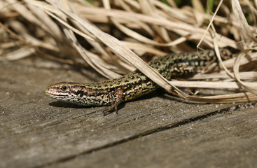 A stunning Common Lizard, Zootoca vivipara, warming up on a wooden boardwalk .