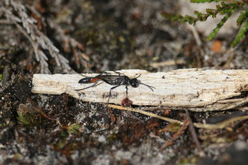 A Red Banded Sand Wasp,  Ammophila sabulosa, perching on a twig on the ground in heath land.