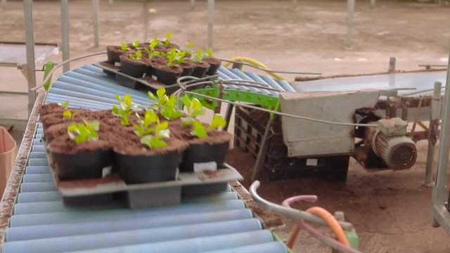 Plants in pots on the conveyor, moving plants in pots on the pavement. Modern plant growing plants, robotic greenhouse