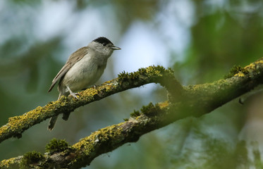 Obraz premium A stunning male Blackcap, Sylvia atricapilla, perched on a branch in a tree covered in lichen and moss.