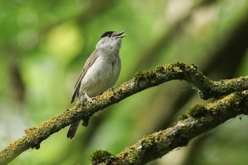 Obraz premium A stunning singing male Blackcap, Sylvia atricapilla, perched on a branch in a tree covered in lichen and moss.