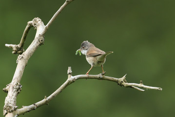 A beautiful Whitethroat, Sylvia communis, perching on a branch in a tree. It has a caterpillar in its beak which it is going to feed to its babies.