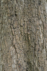 Fototapeta premium tree texture