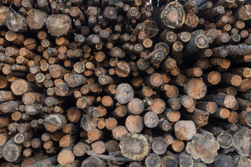 Stacked firewood chopped and placed in a pile; sawed log pieces ends showing