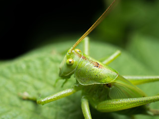 Bush cricket sitting on a potato plant. Tettigonia cantans macro.