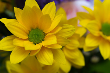 Closeup of a bouquet of yellow chrysanthemums. Flowers blooming background