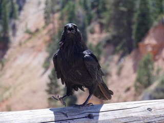 Front view of a black bird perched on a round log,with blurred background