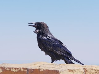 Wide shot of a black bird perched on a ledge