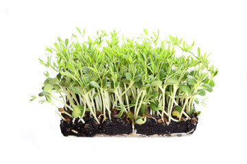 healthy and delicious microgreens close up