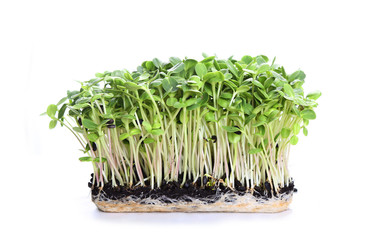 healthy and delicious microgreens close up