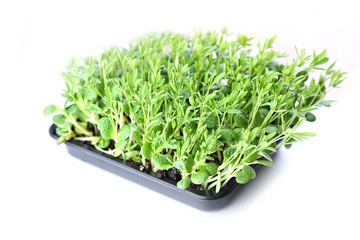 healthy and delicious microgreens close up