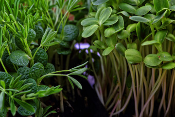 Fototapeta na wymiar healthy and delicious microgreens close up