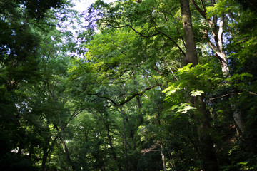 渓谷