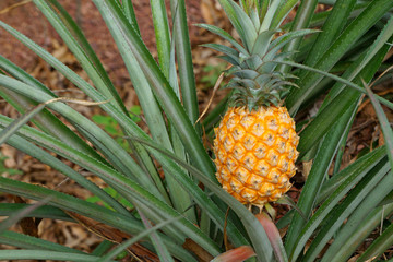 Ripe pineapple fruit with green leaves in hillside