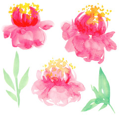 Hand painted floral elements set. Watercolor botanical illustration of peony flowers and leaves. Perfect for greeting card, textile design
