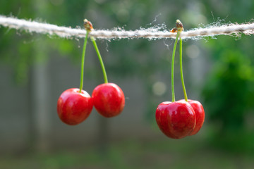 Cherries on the string in the garden on a sunny day