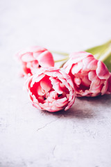 Obraz na płótnie Canvas Pastel pink tulips on shabby chic background