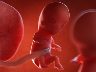 3d rendered medically accurate illustration of twin fetuses - week 10