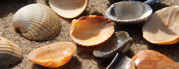 Muscheln am Strand