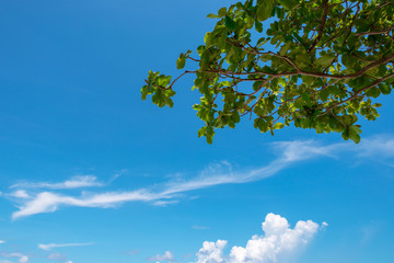 Forest tree shadow sunlight view. Spreading tree branch