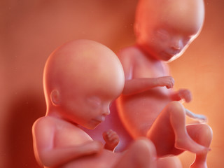 3d rendered medically accurate illustration of twin fetuses - week 16