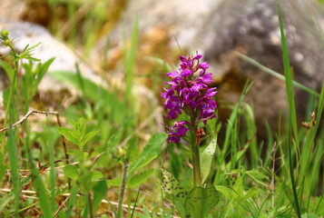 Obraz premium Breitblättriges Knabenkraut knabenkraut