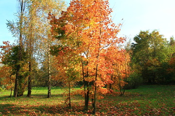 autumn, nature, yellow, orange colours