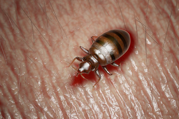 3d rendered medically accurate illustration of a bed bug on human skin