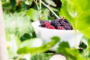 White bowl with delicious ripe juicy mulberry stands on a tree branch in the open air