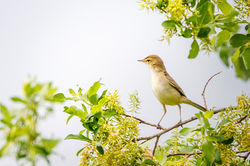 bird