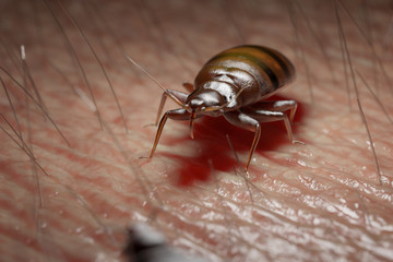 3d rendered medically accurate illustration of a bed bug on human skin