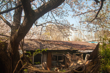 廃墟と化した家屋と桜の花